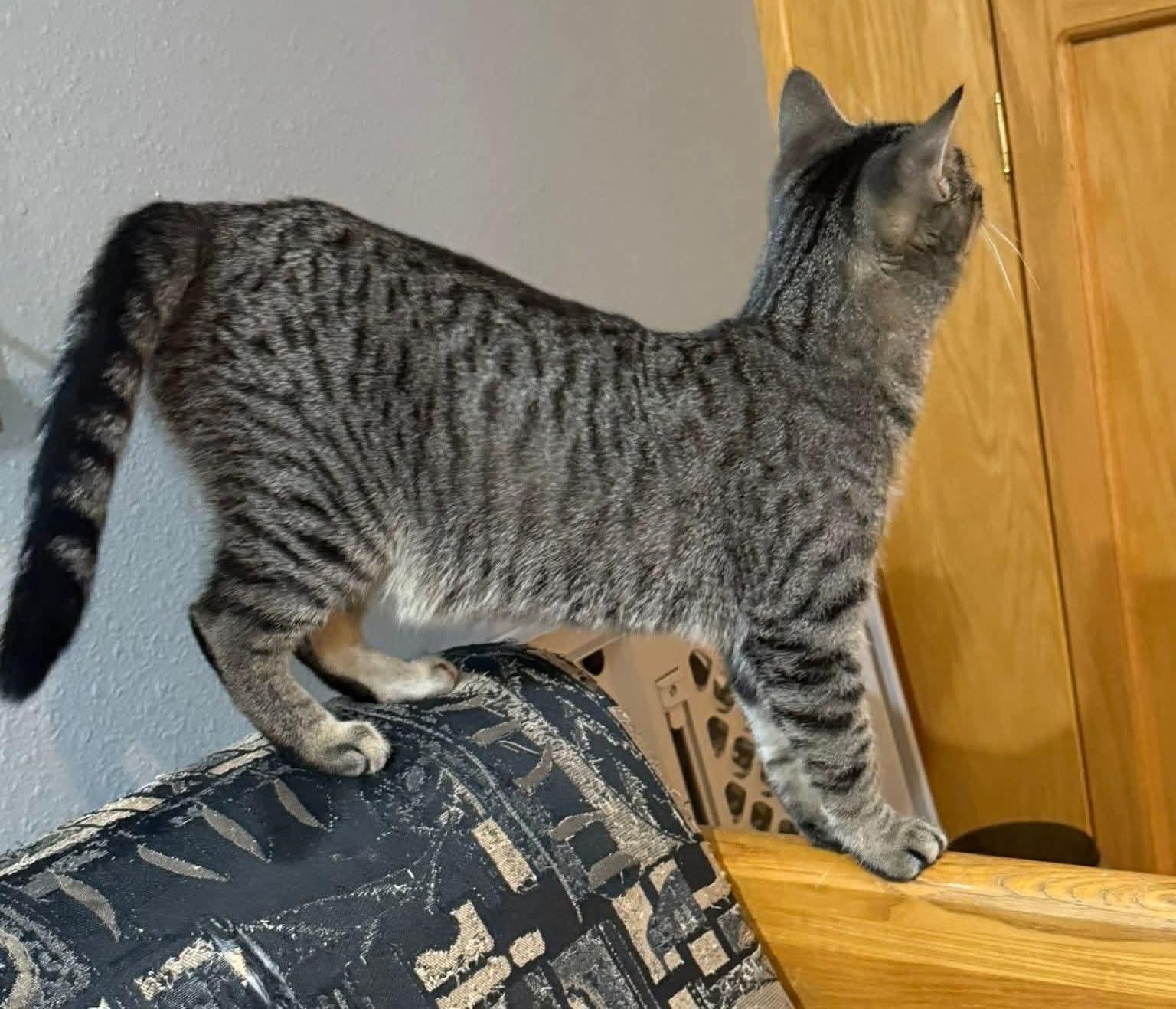 Gear, a Adoptable Domestic Short Hair in Sioux City, IA image 4/6