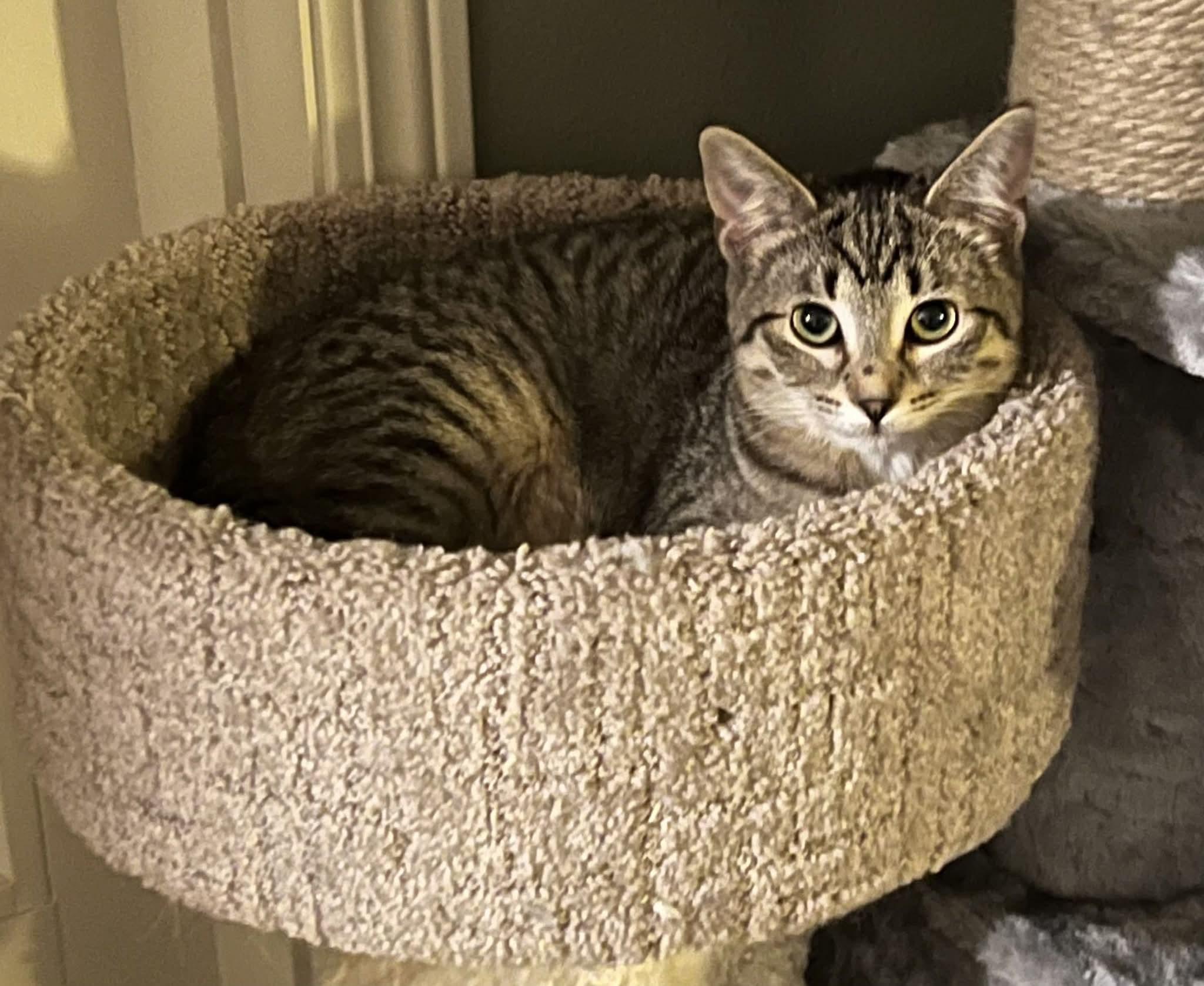 Gear, a Adoptable Domestic Short Hair in Sioux City, IA image 5/6