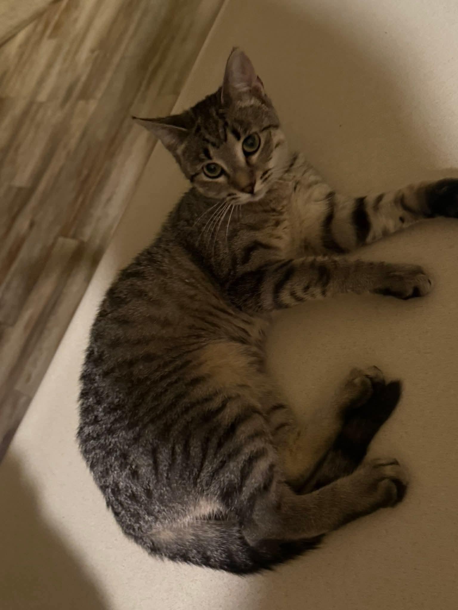 Gear, a Adoptable Domestic Short Hair in Sioux City, IA image 6/6