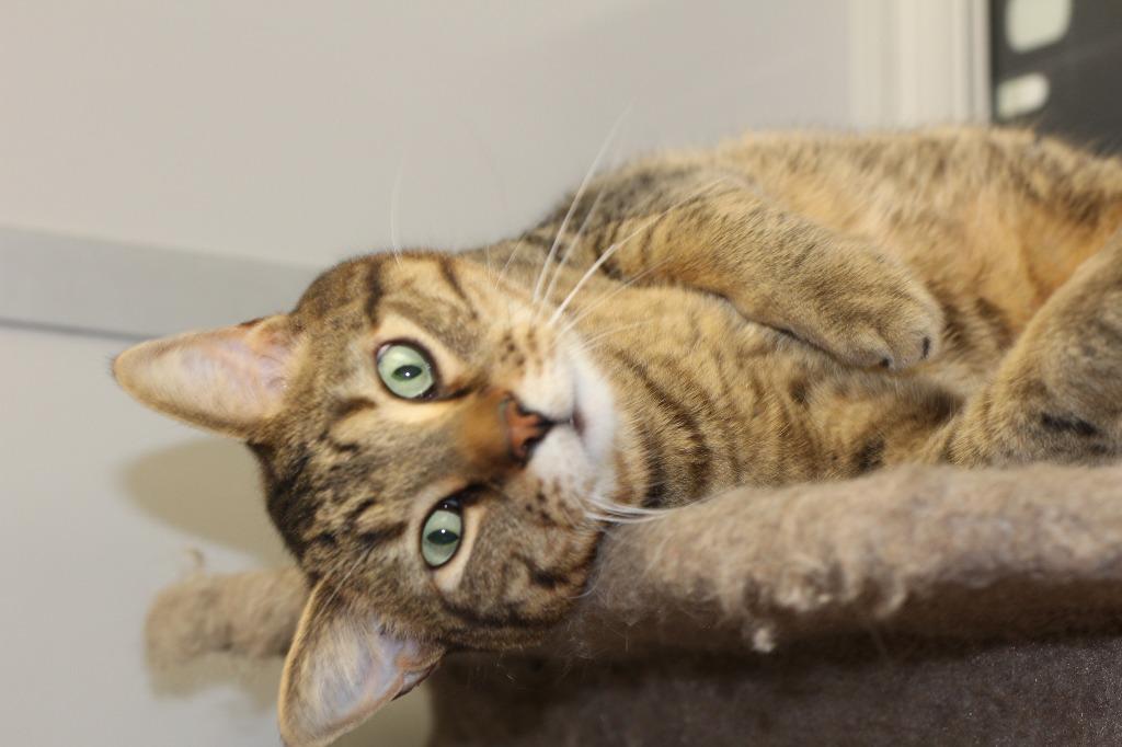 Enlarge Prince(M) & Ella(F), a Adoptable mixed breed in Rockford, IL image 3/4