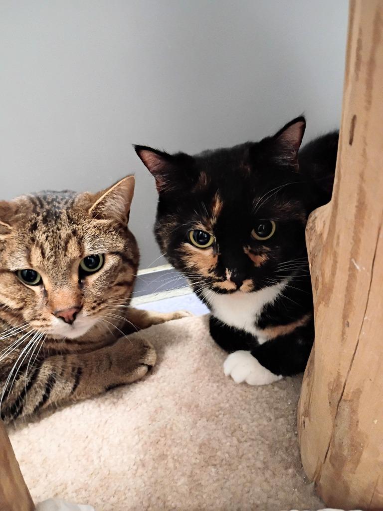 Enlarge Prince(M) & Ella(F), a Adoptable mixed breed in Rockford, IL image 1/4