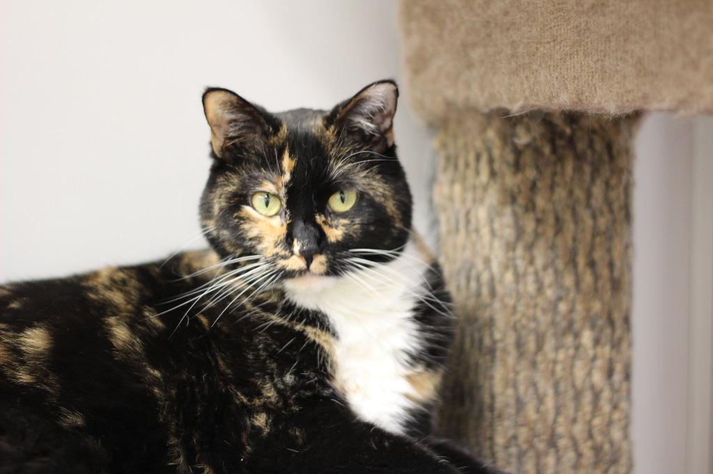 Enlarge Prince(M) & Ella(F), a Adoptable mixed breed in Rockford, IL image 4/4