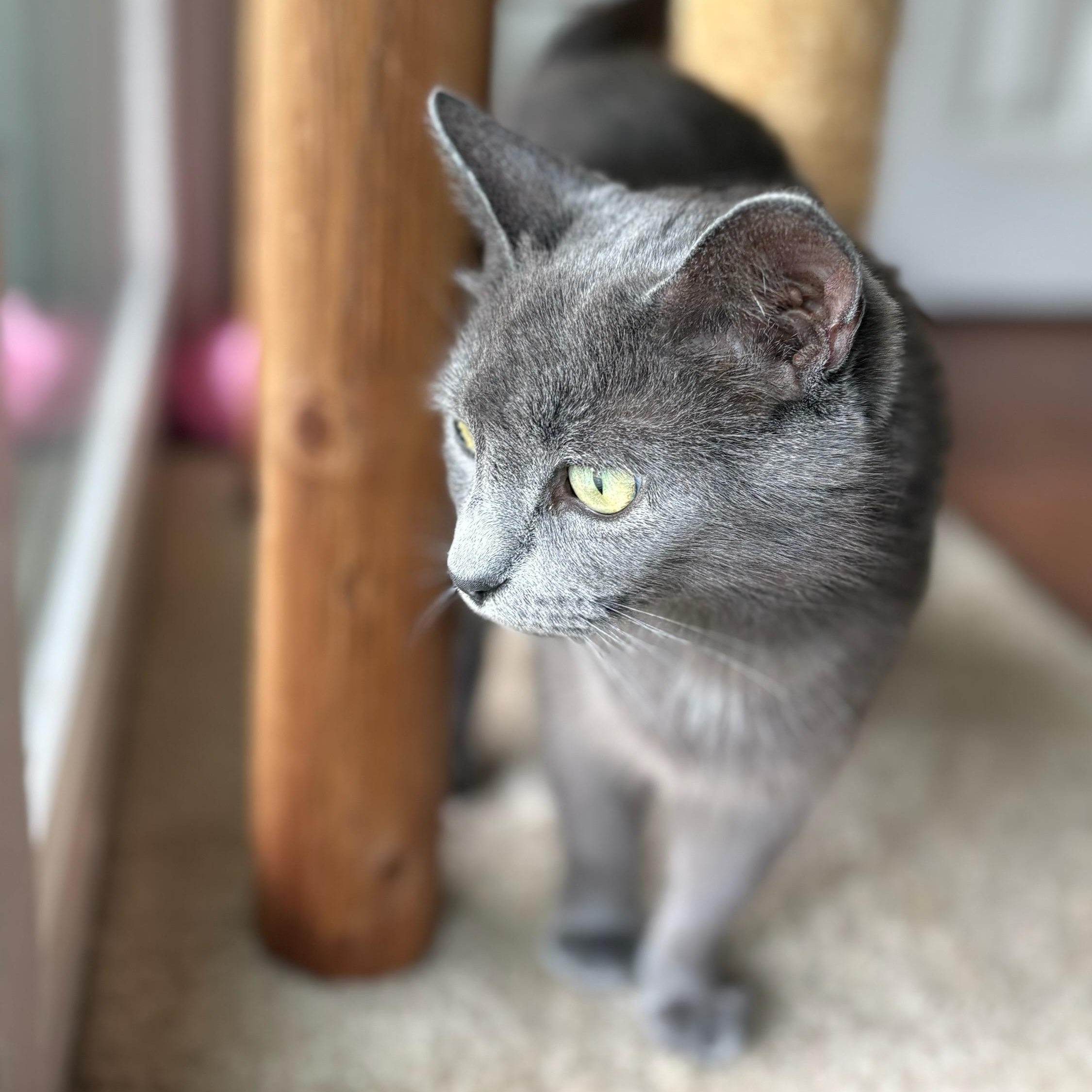 Petunia