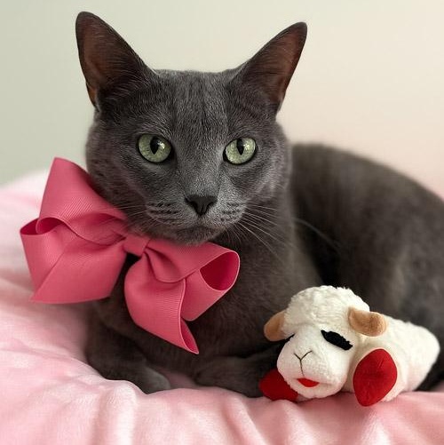 Petunia