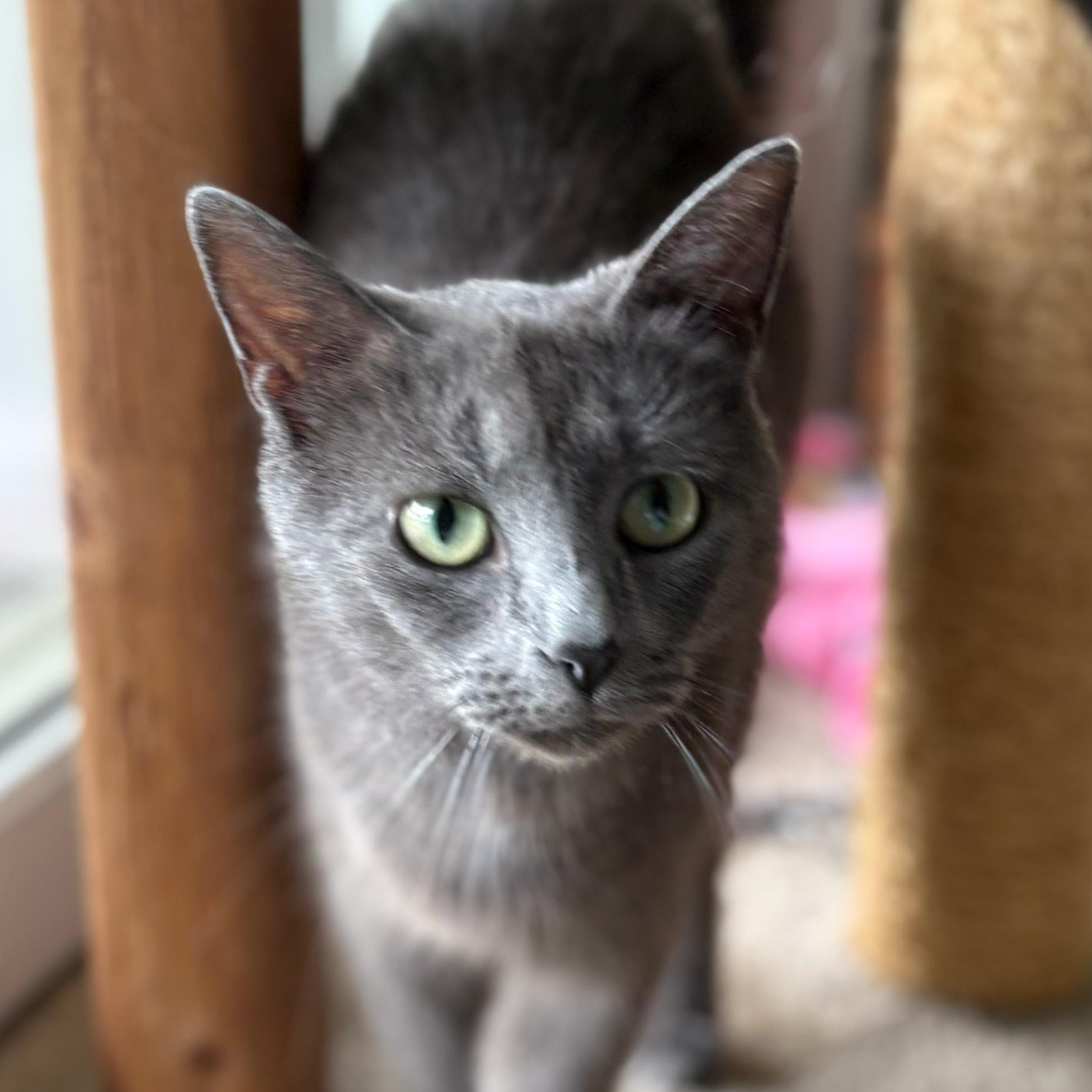Petunia