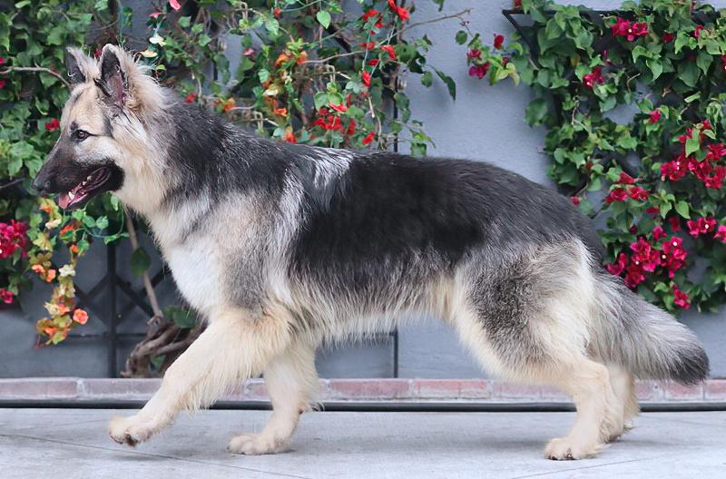 Enlarge Simba von Schleiz, a Adoptable German Shepherd Dog in Los Angeles, CA image 5/6