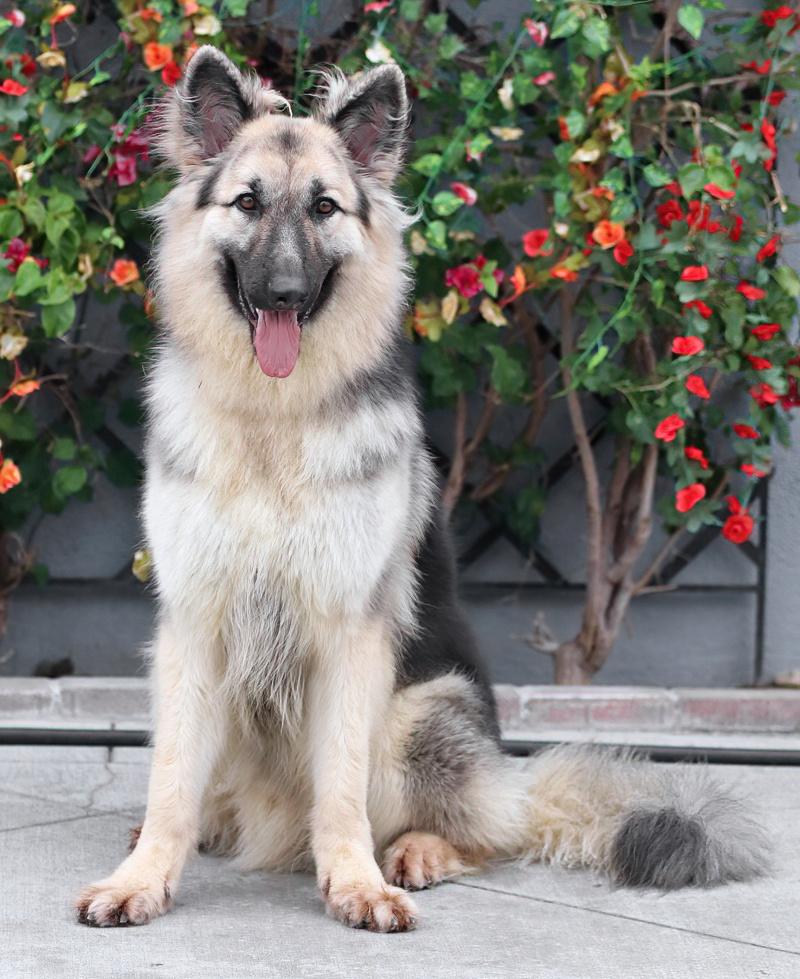 Enlarge Simba von Schleiz, a Adoptable German Shepherd Dog in Los Angeles, CA image 3/6