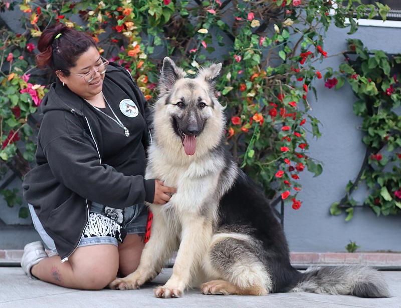 Enlarge Simba von Schleiz, a Adoptable German Shepherd Dog in Los Angeles, CA image 2/6