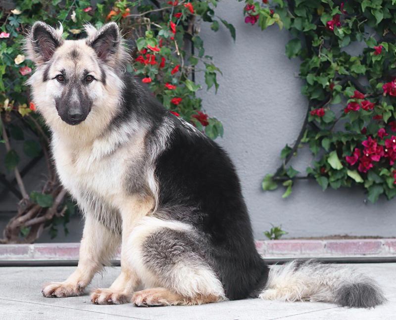 Enlarge Simba von Schleiz, a Adoptable German Shepherd Dog in Los Angeles, CA image 4/6