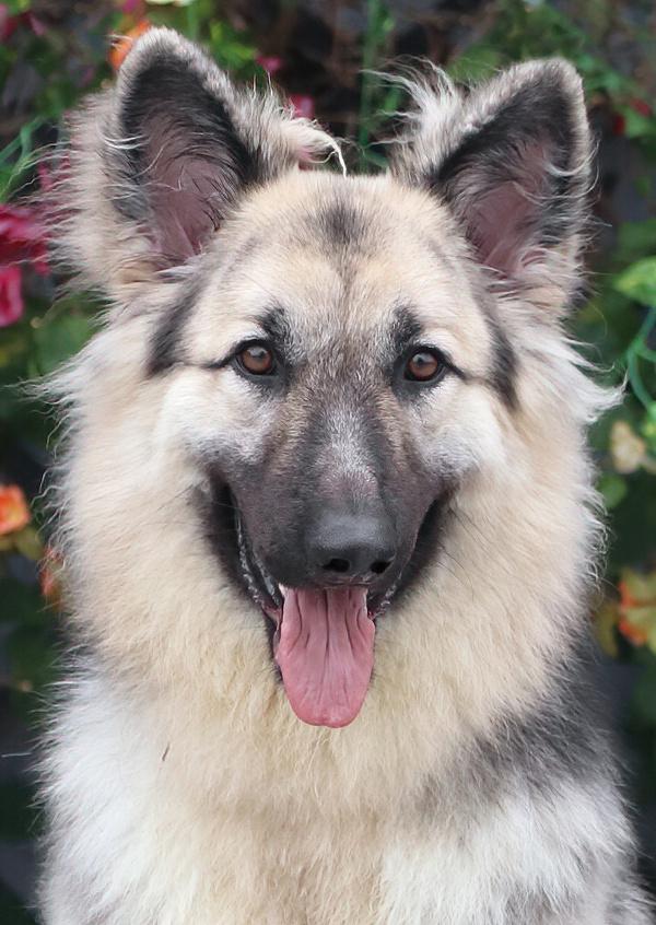 Simba von Schleiz, Adoptable, Young Male German Shepherd Dog.