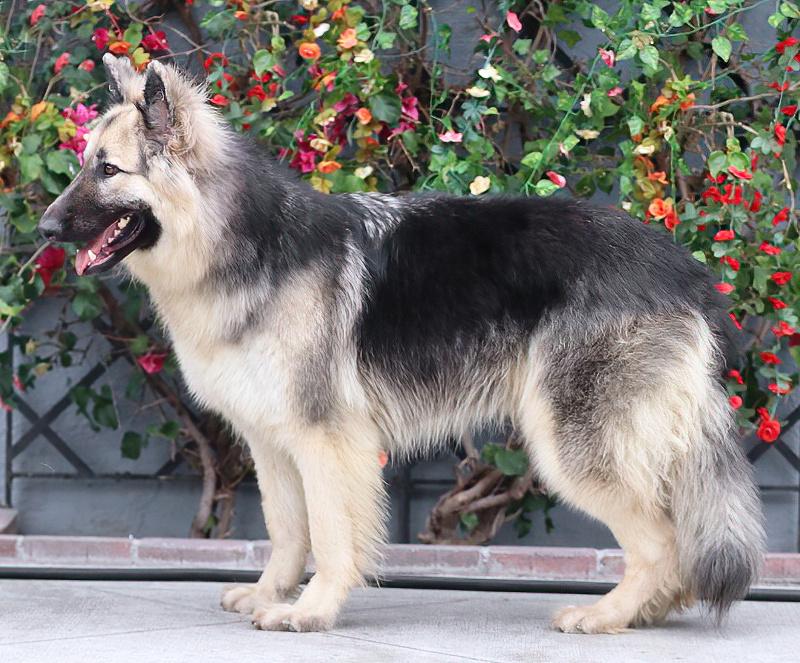 Enlarge Simba von Schleiz, a Adoptable German Shepherd Dog in Los Angeles, CA image 6/6