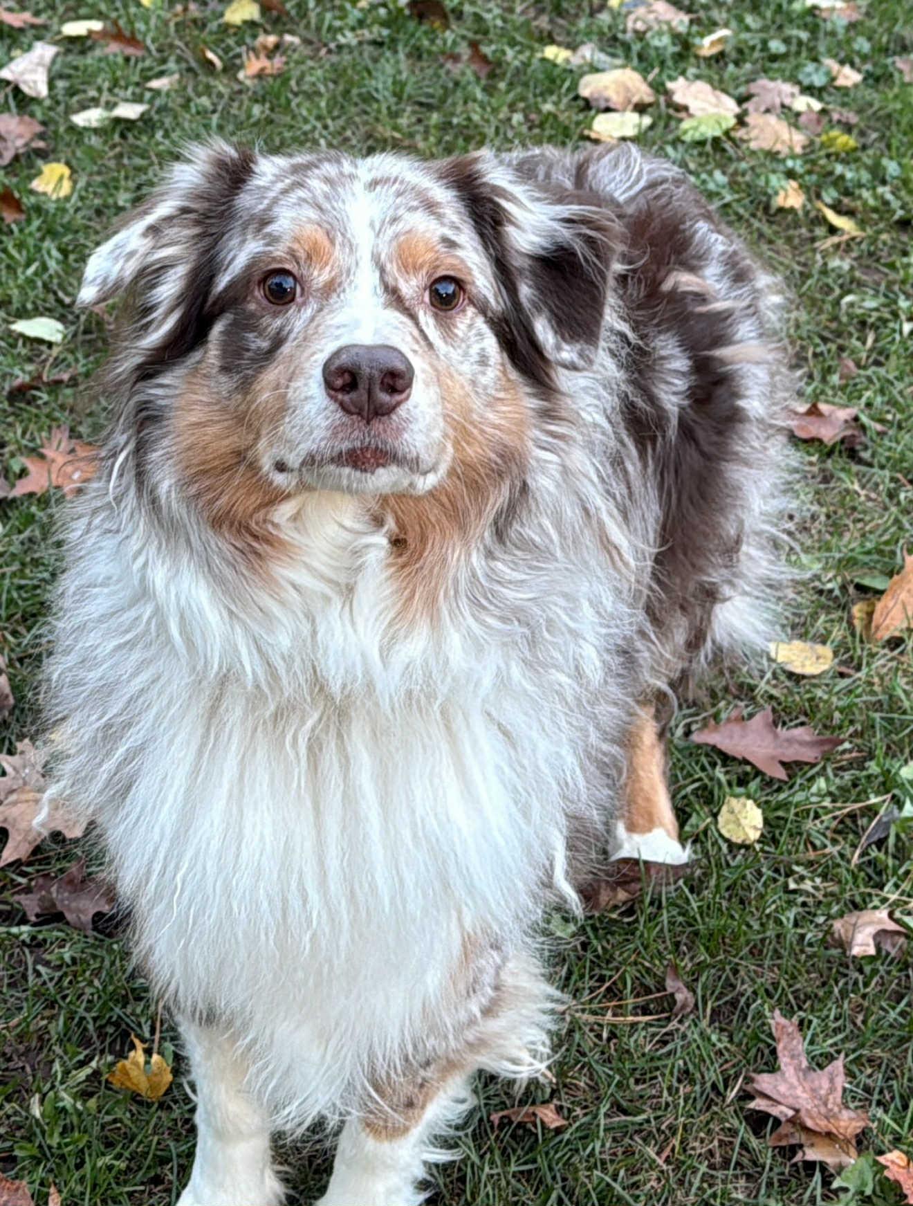 Durin, Adoptable, Adult Male Australian Shepherd.