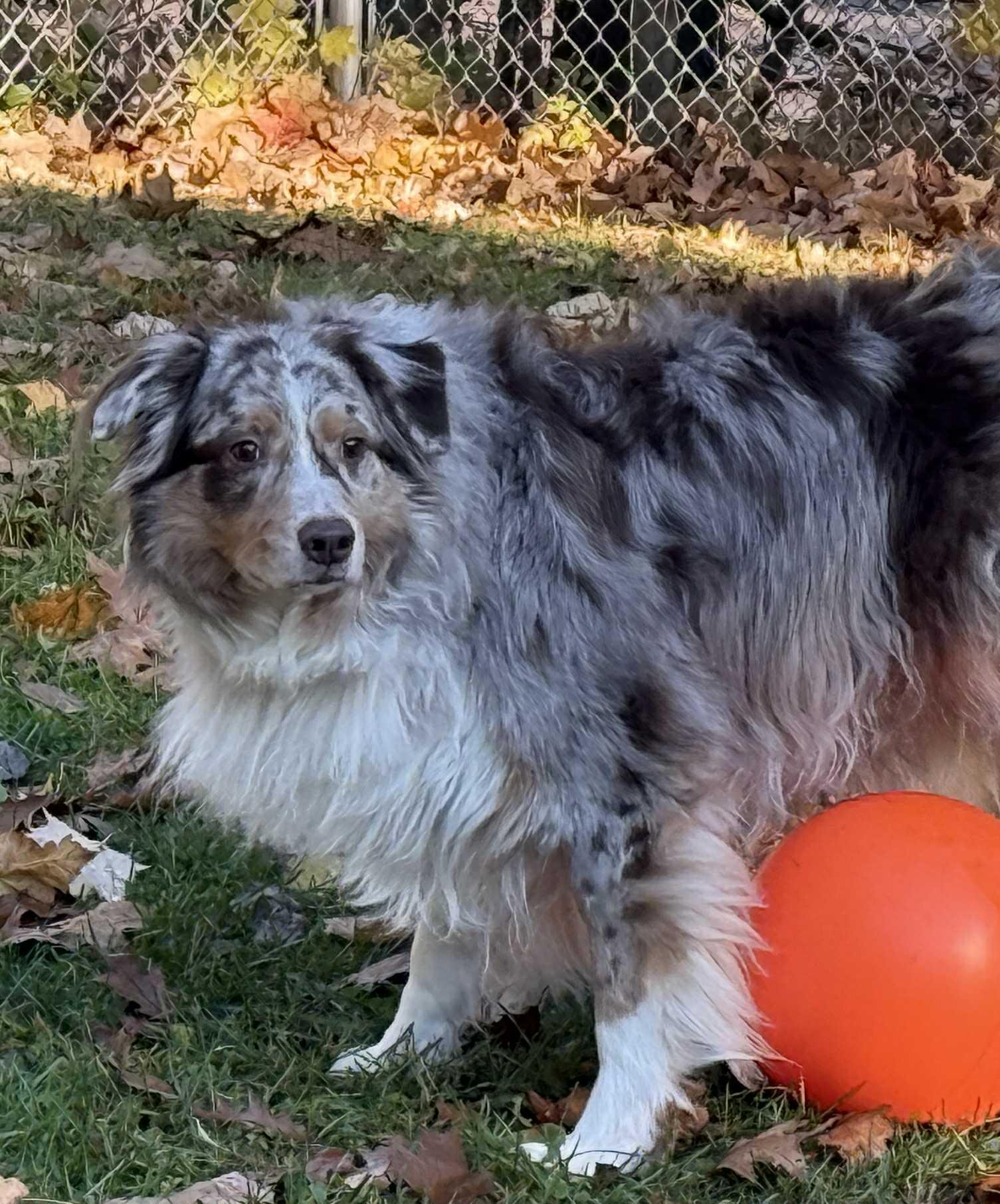 Durin, a Adoptable Australian Shepherd in Houghton, MI image 2/2