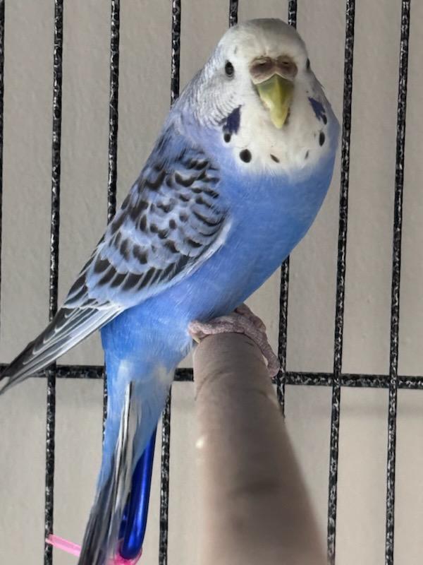 Pair of Female Parakeets, Adult Unknown Parakeet (Other)