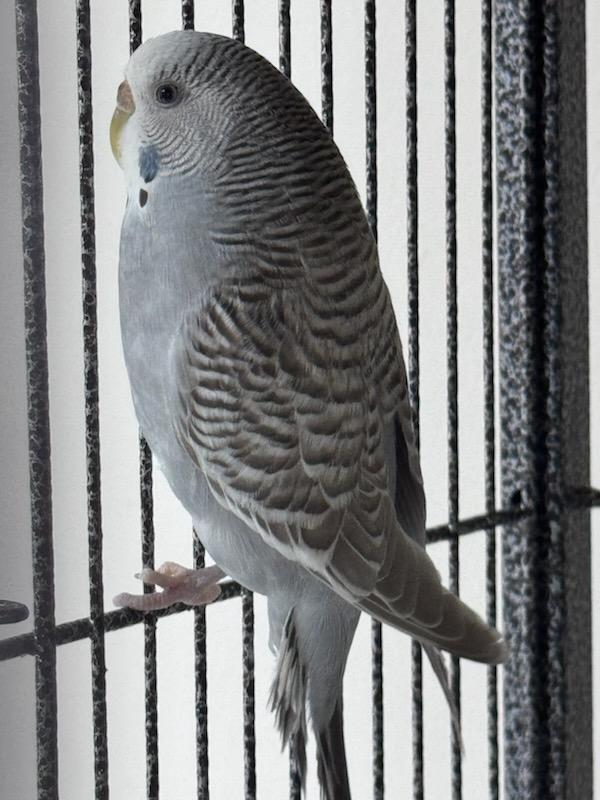 Pair of Female Parakeets photo 2