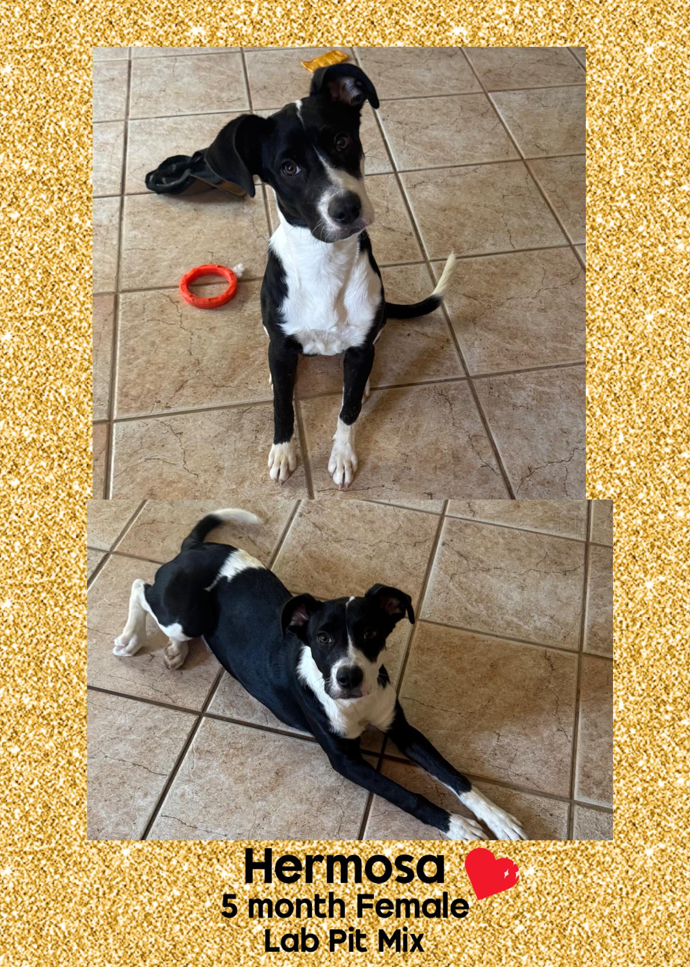 HERMOSA – 7 MONTH LAB-PIT MIX FEMALE@ PETCO, 5011 E. RAY ROAD, PHX 85044 ON SATURDAY, DEC. 20th, , a Adoptable mixed breed in Mesa, AZ image 1/2