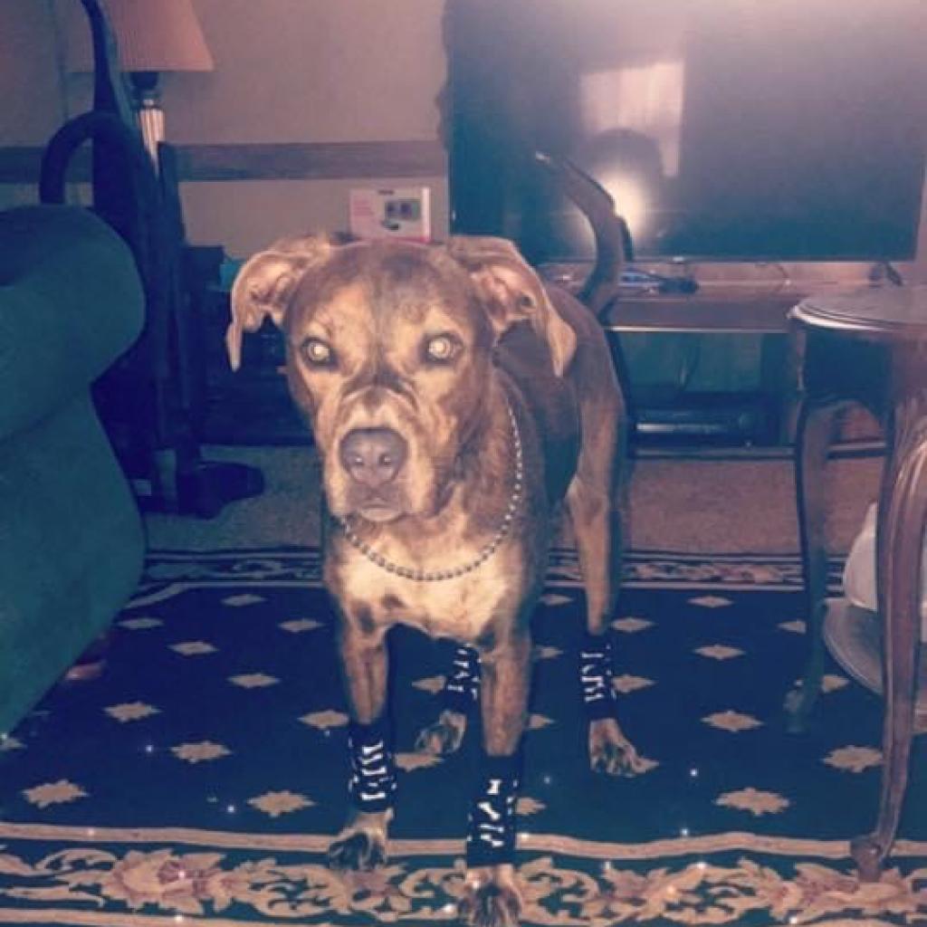 Grizzly, Adoptable, Senior Male Mixed Breed.