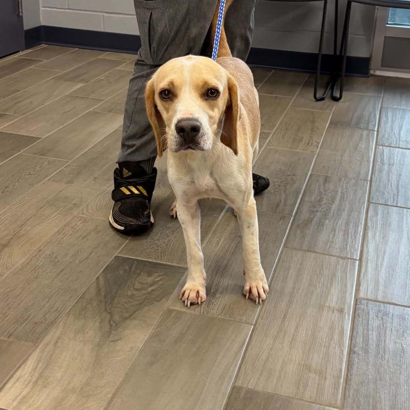Ernesto, Adoptable, Adult Male Beagle.