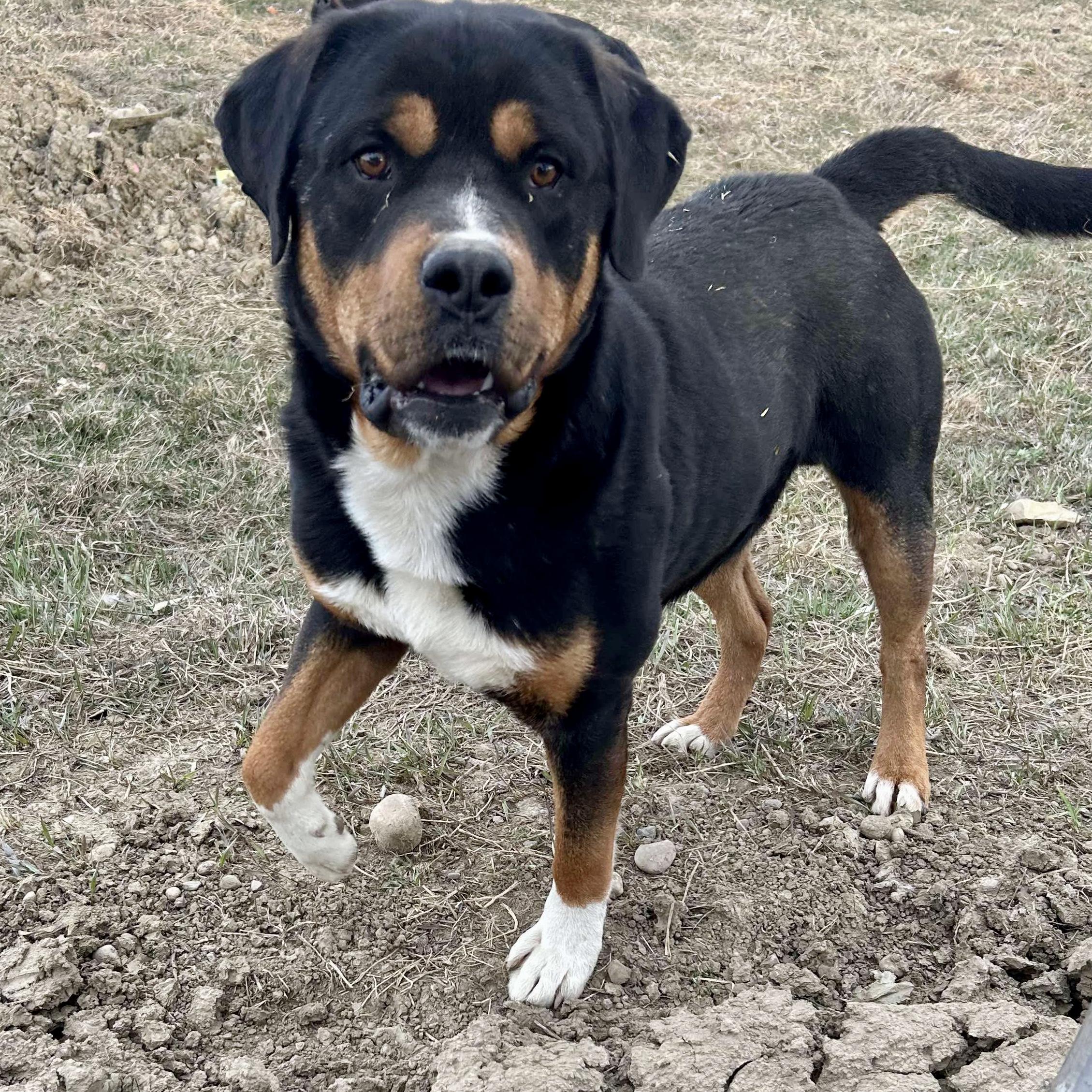 Zeus, Adoptable, Adult Male Rottweiler.