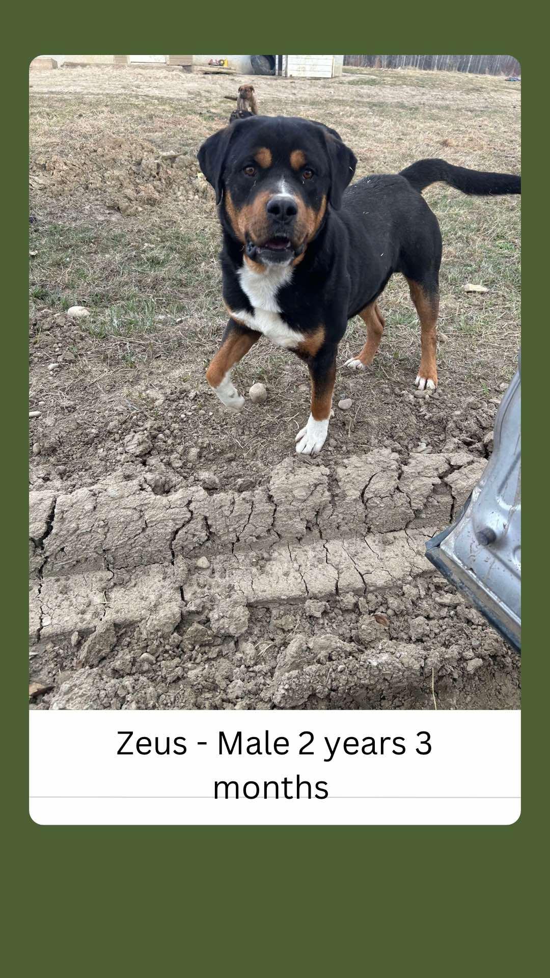 Zeus, an adoptable Rottweiler in Edmonton, AB, T5Y 3N6 | Photo Image 1