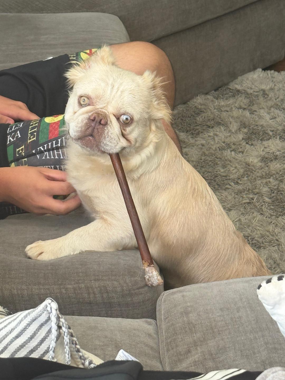 Marshmallow, a Adoptable French Bulldog in Los Angeles, CA image 4/6