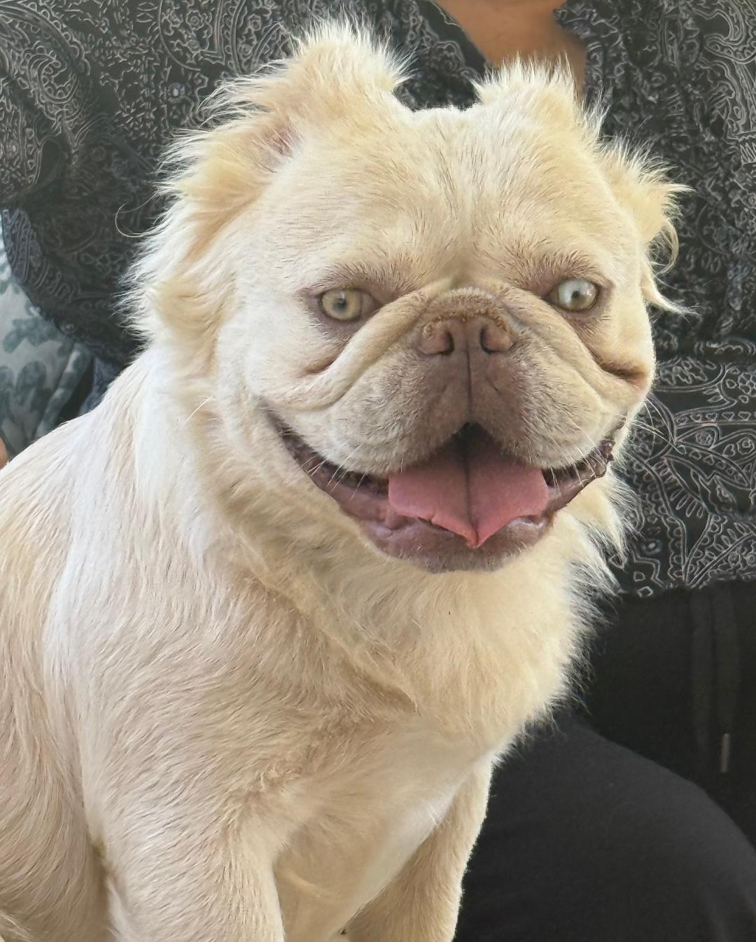 Marshmallow, a Adoptable French Bulldog in Los Angeles, CA image 5/6