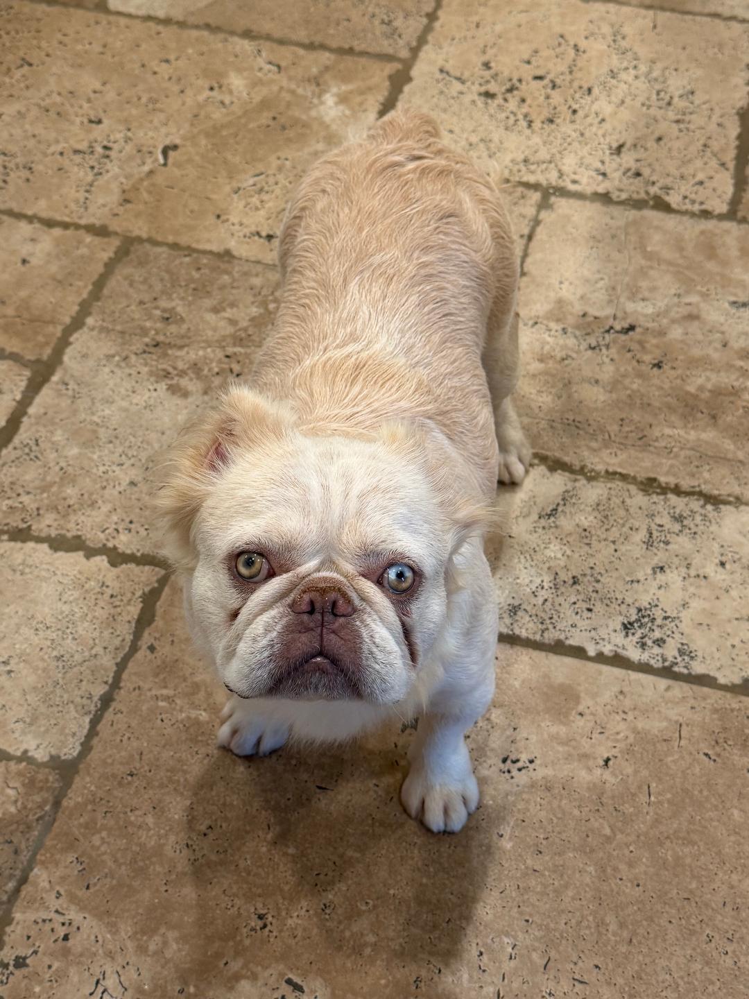 Marshmallow, a Adoptable French Bulldog in Los Angeles, CA image 6/6