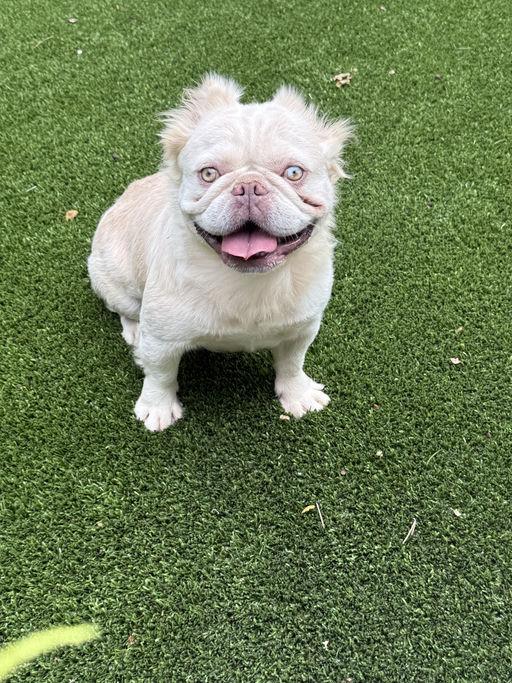 Marshmallow, a Adoptable French Bulldog in Los Angeles, CA image 2/6