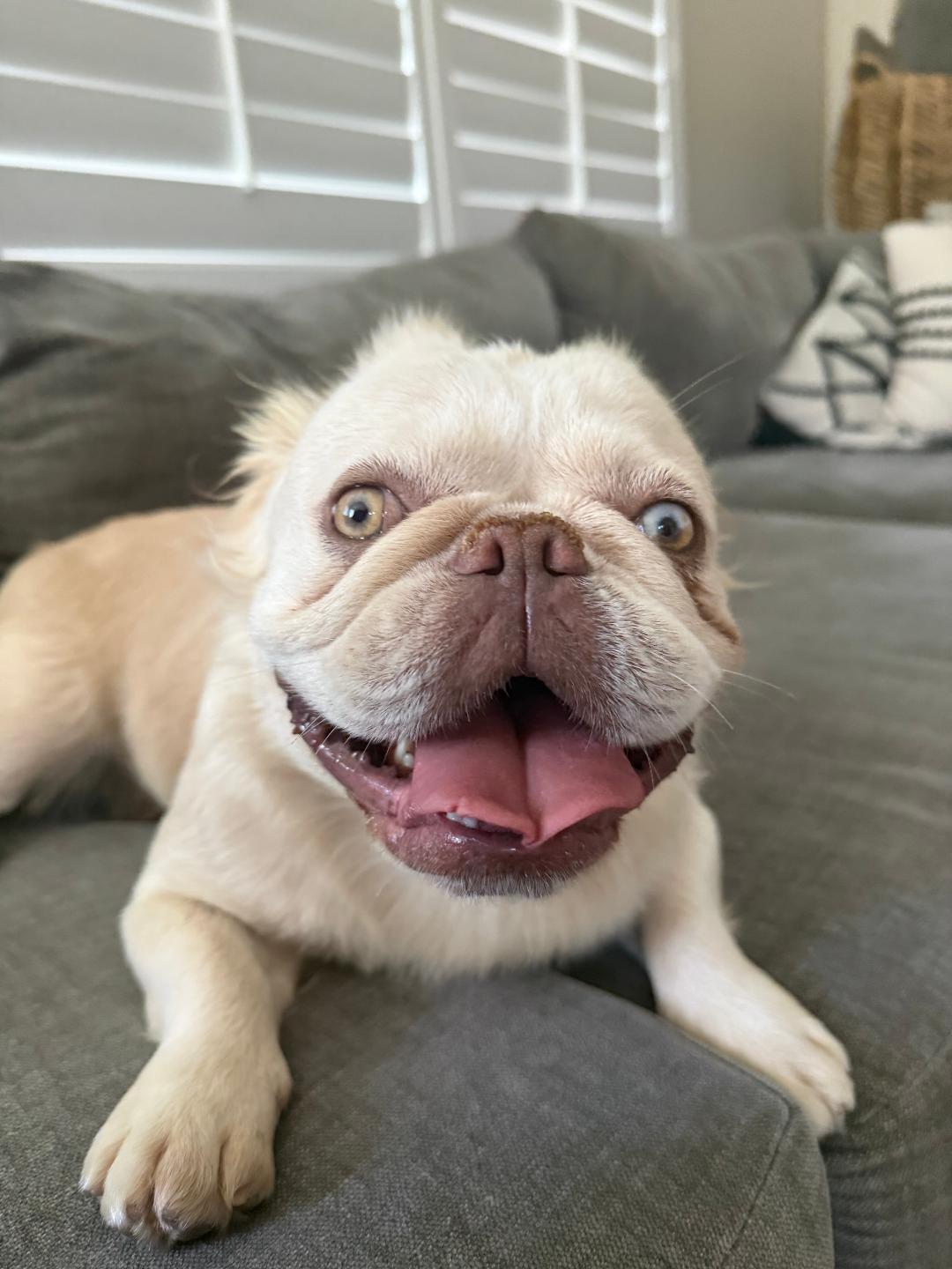 Marshmallow, Adoptable, Young Female French Bulldog.