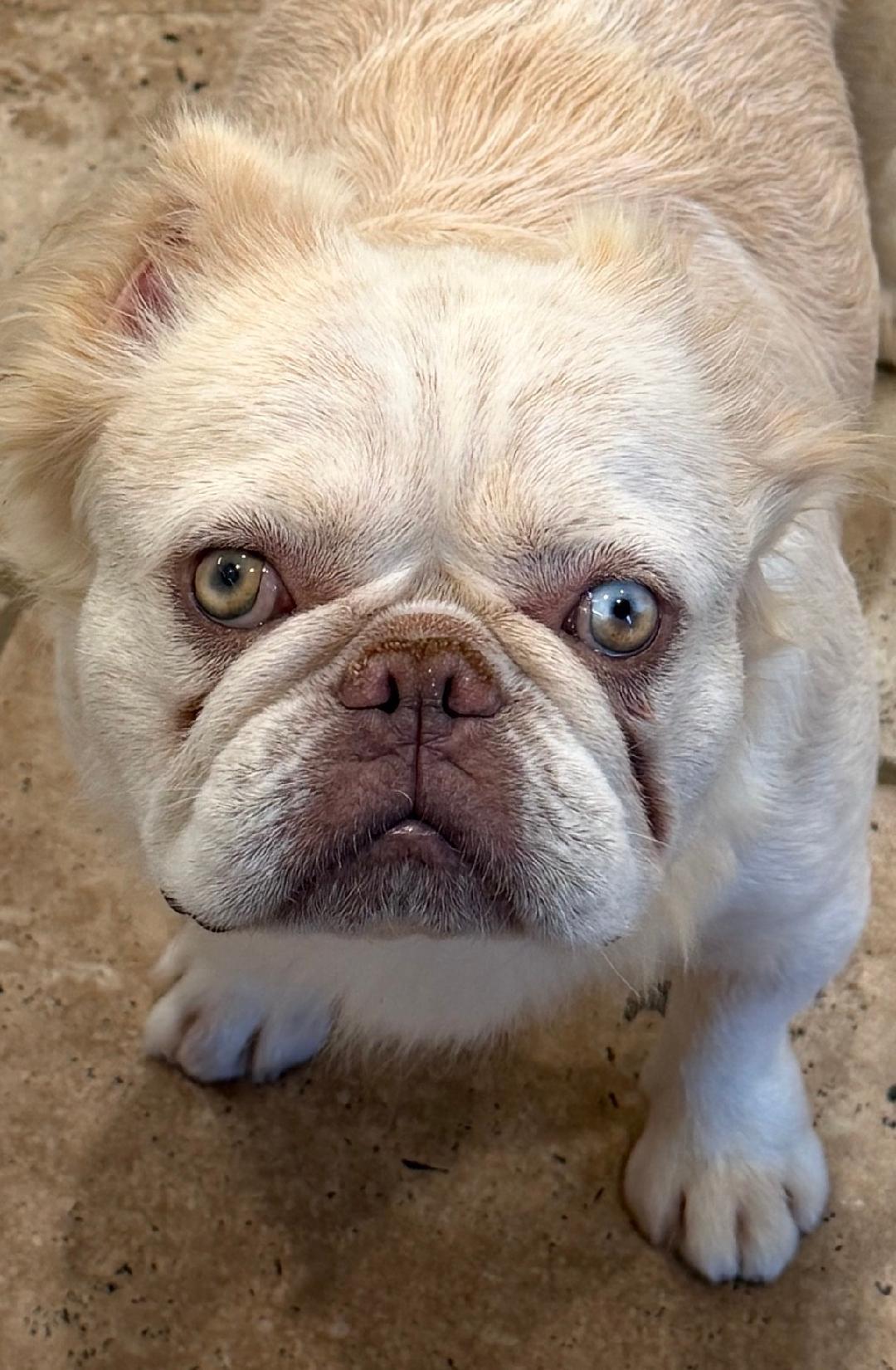 Marshmallow, a Adoptable French Bulldog in Los Angeles, CA image 3/6