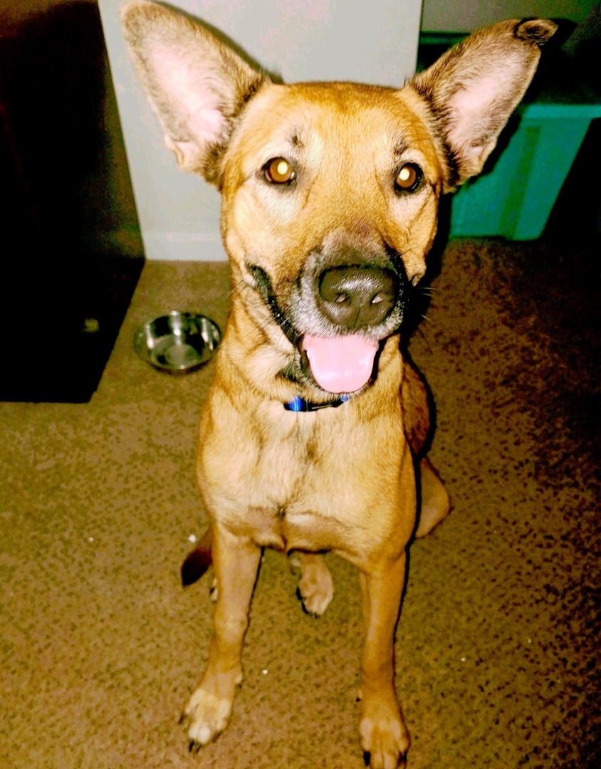Enlarge Puff, a Adopted mixed breed in Inez, TX image 1/5