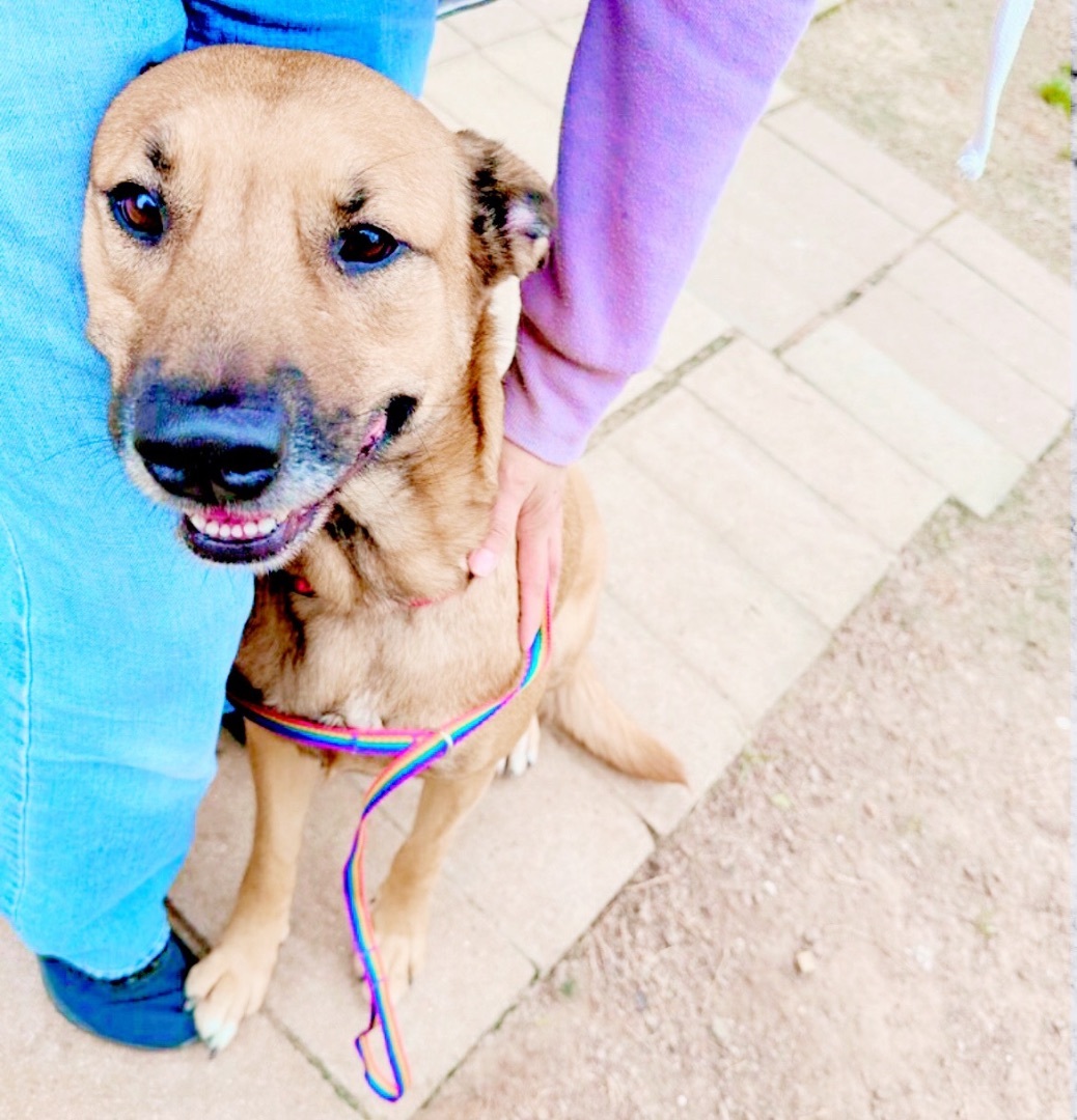Enlarge Puff, a Adopted mixed breed in Inez, TX image 2/5