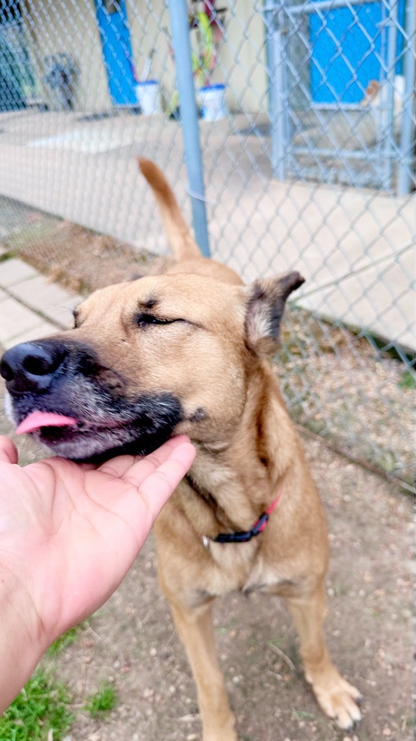 Enlarge Puff, a Adopted mixed breed in Inez, TX image 3/5