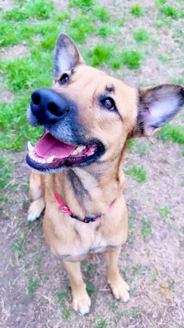 Enlarge Puff, a Adopted mixed breed in Inez, TX image 5/5