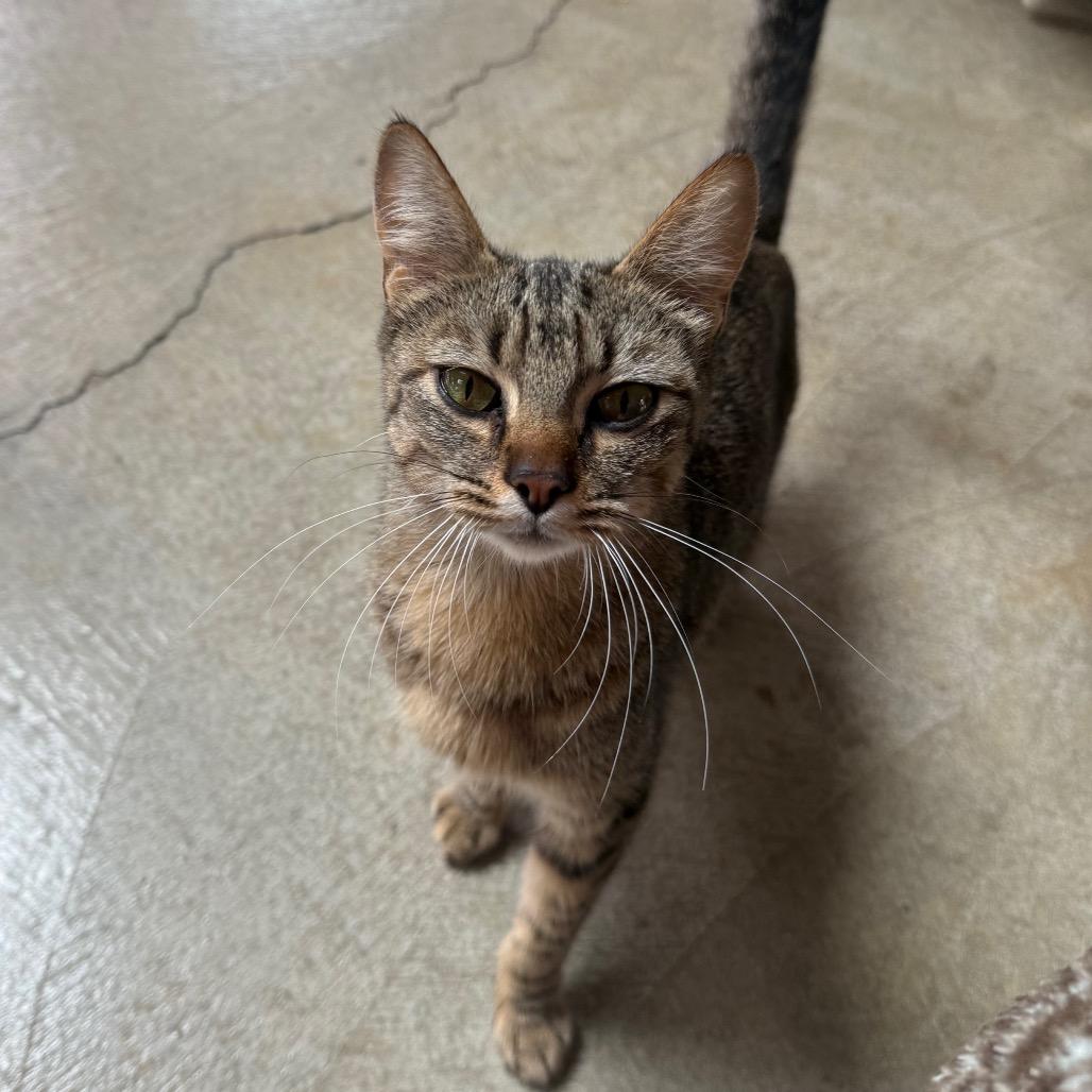 Cleo, Adoptable, Young Female Domestic Short Hair.