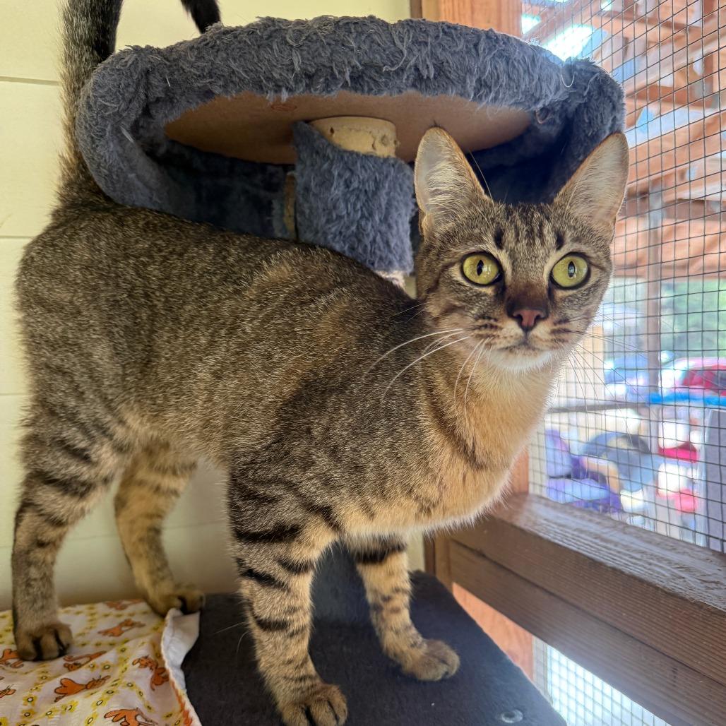 Cleo, a Adoptable Domestic Short Hair in Fort Bragg, CA image 2/3