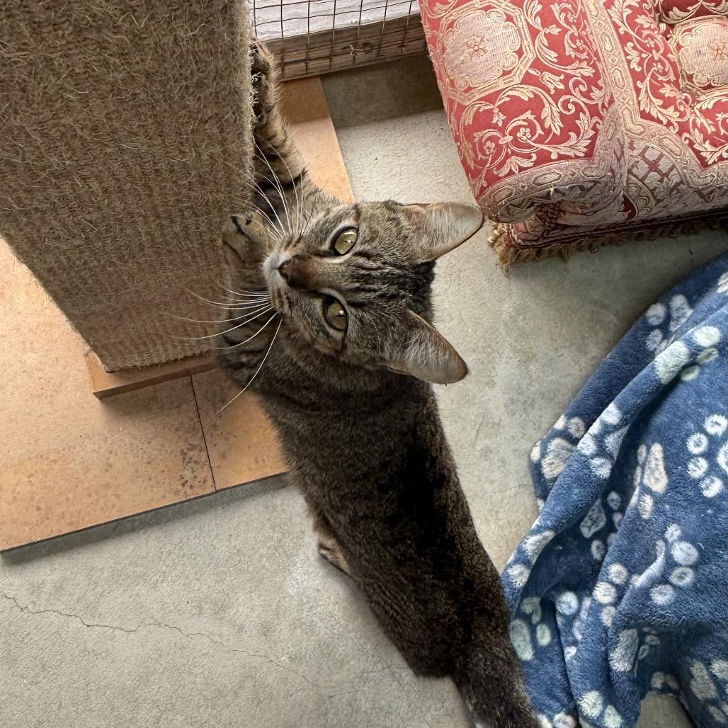 Cleo, a Adoptable Domestic Short Hair in Fort Bragg, CA image 2/2