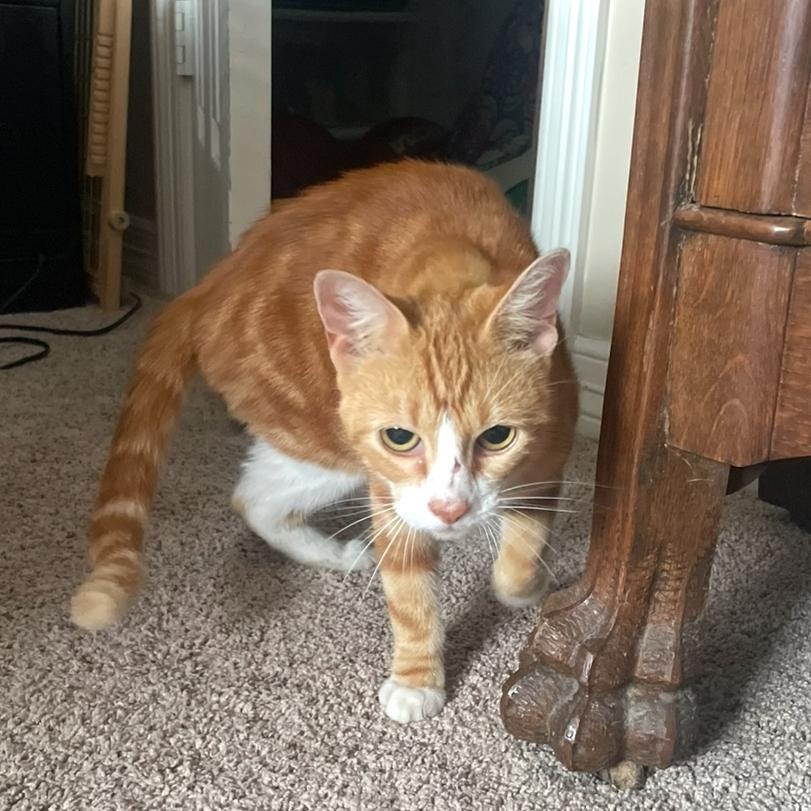 Buttercup, a Adoptable Domestic Short Hair in Huffman, TX image 2/2