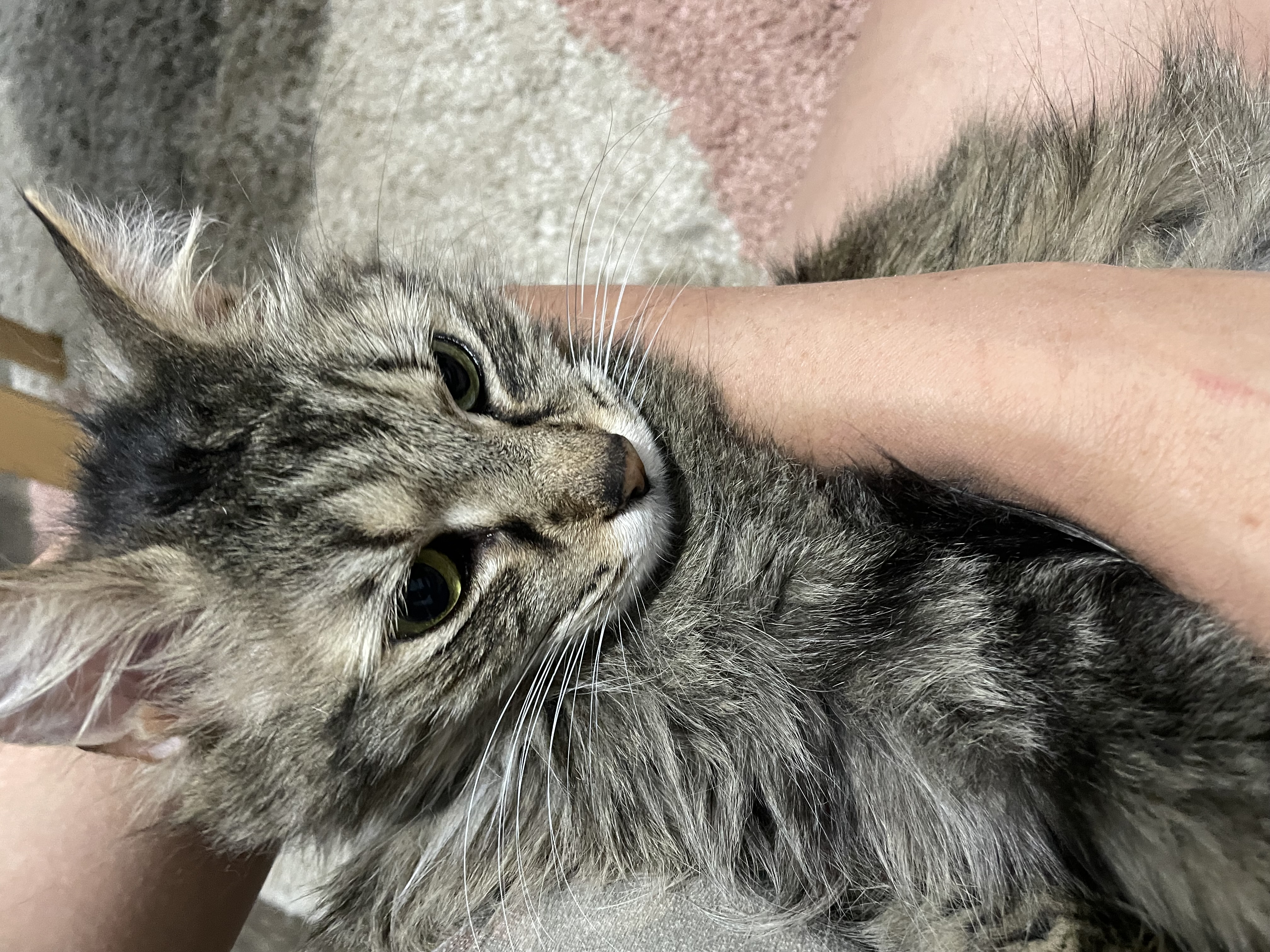 Enlarge Mindy, a Adopted Maine Coon in New Kensington, PA image 1/1