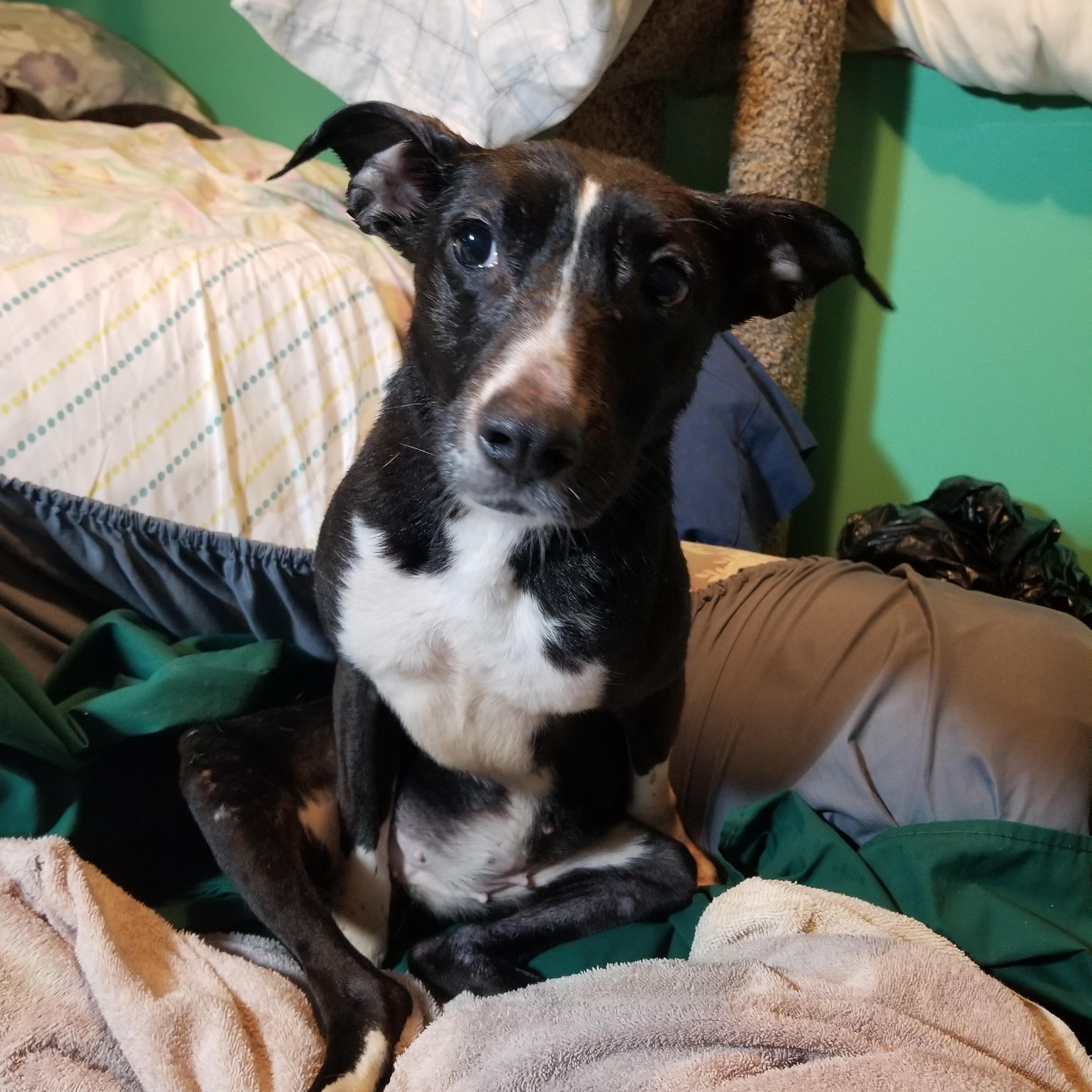 Enlarge Mouse, a Adoptable mixed breed in Huntington, IN image 2/5