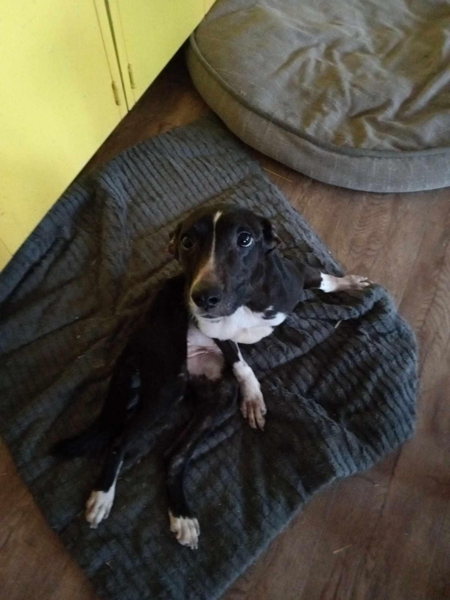 Enlarge Mouse, a Adoptable mixed breed in Huntington, IN image 5/5