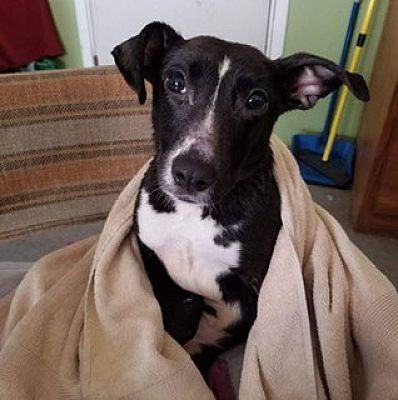 Enlarge Mouse, a Adoptable mixed breed in Huntington, IN image 3/5
