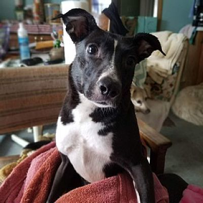 Enlarge Mouse, a Adoptable mixed breed in Huntington, IN image 1/5