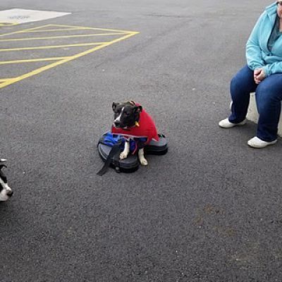Enlarge Mouse, a Adoptable mixed breed in Huntington, IN image 4/5