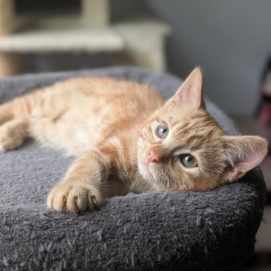 Enlarge Hank, a Adoptable Domestic Short Hair in Middleton, WI image 1/2