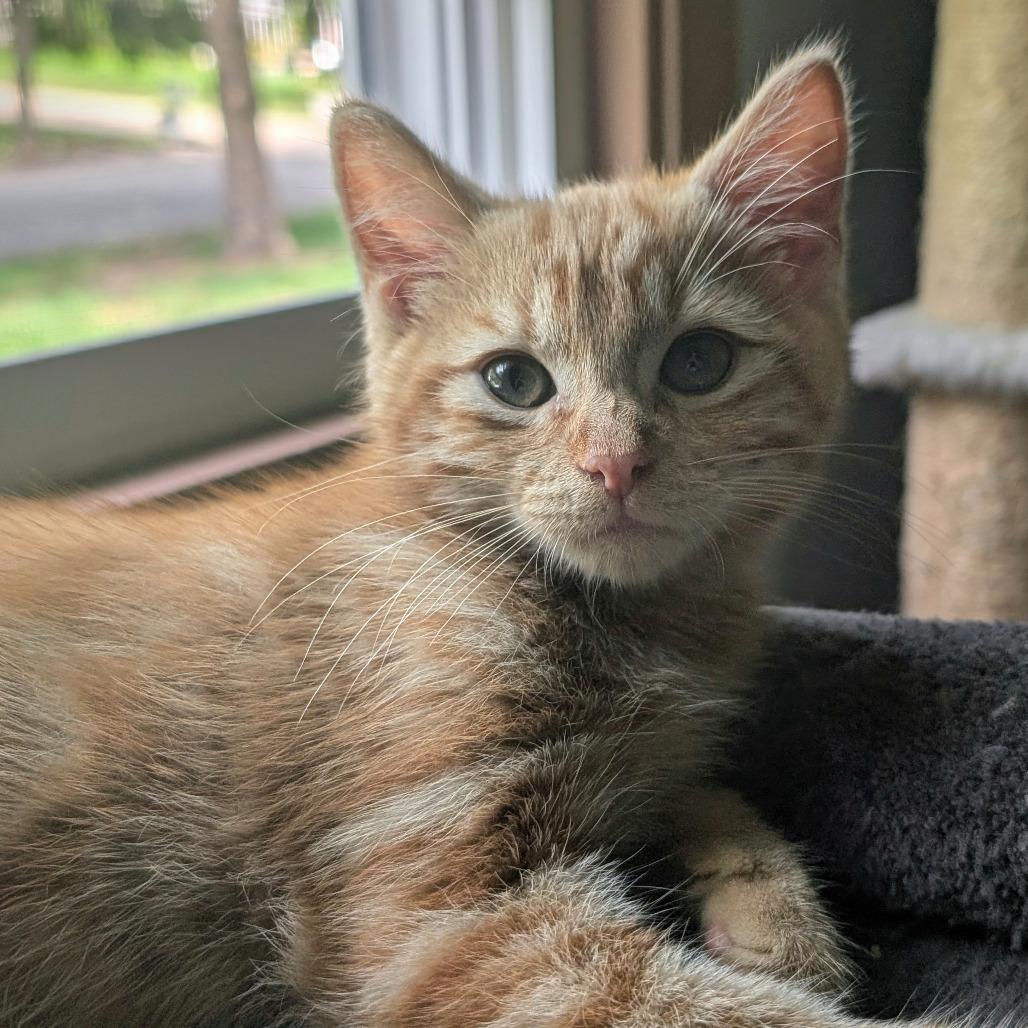Enlarge Hank, a Adoptable Domestic Short Hair in Middleton, WI image 2/2