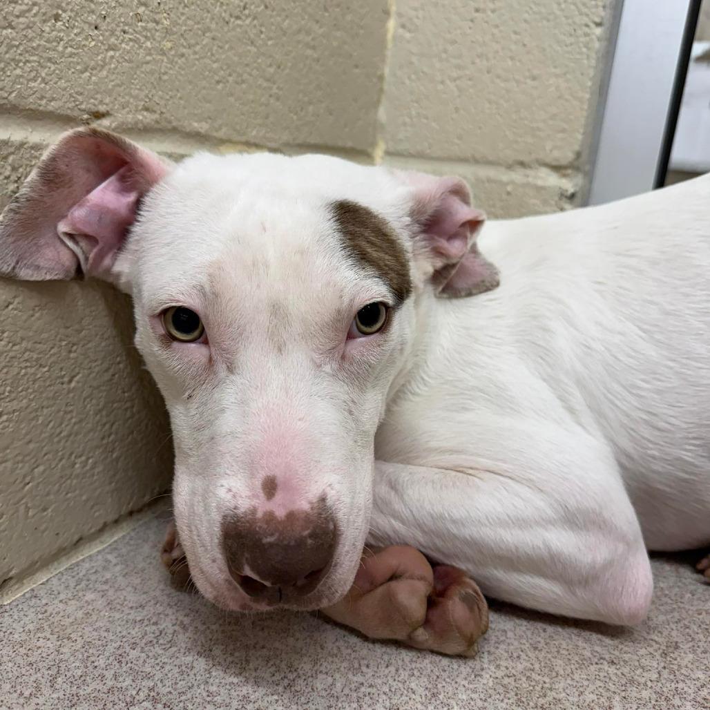 Enlarge Duke, a Adoptable mixed breed in Birmingham, AL image 1/3