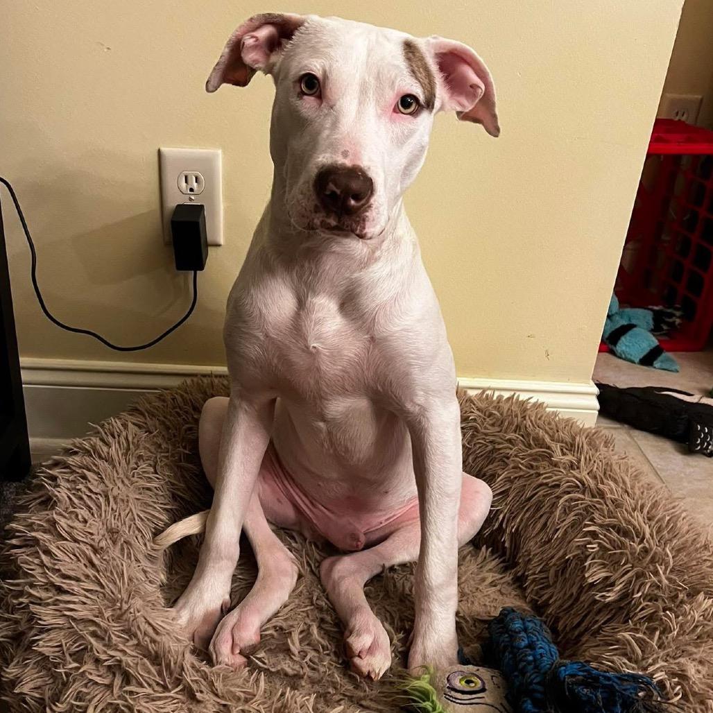 Enlarge Duke, a Adoptable mixed breed in Birmingham, AL image 2/3