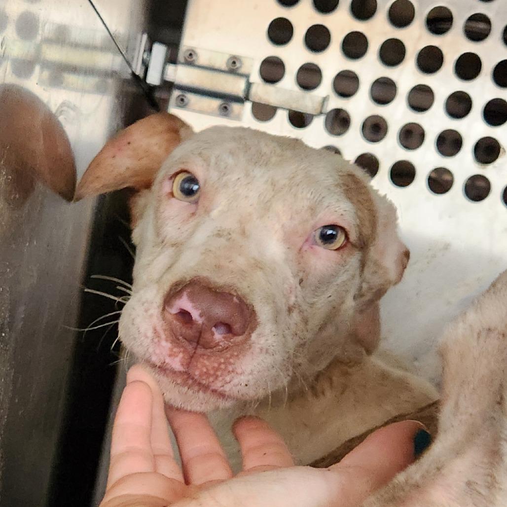 Enlarge Duke, a Adoptable mixed breed in Birmingham, AL image 3/3