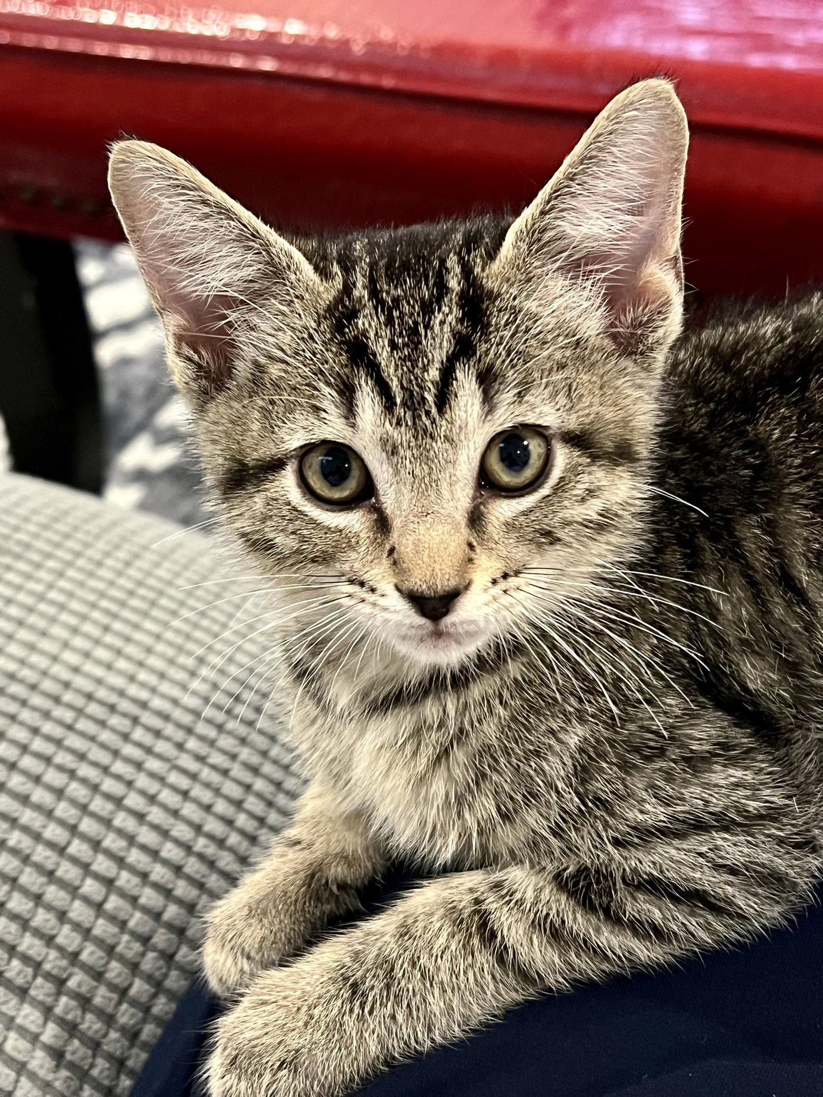 Enlarge Basil (1138), a Adoptable Tiger in Wesley Chapel, FL image 1/1
